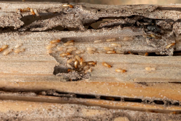 Best Emergency Pest Control  in Greensboro, GA